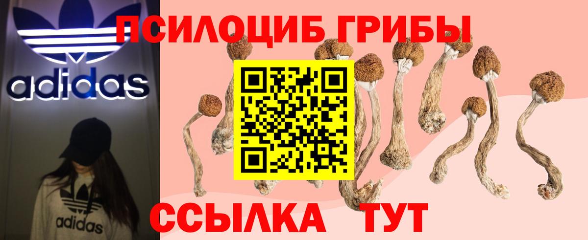 Псилоцибиновые грибы Psilocybe Ахтубинск